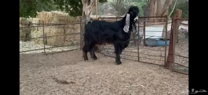 للبيع تيس عارضي ثني 14