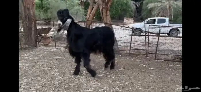 للبيع تيس عارضي ثني 11