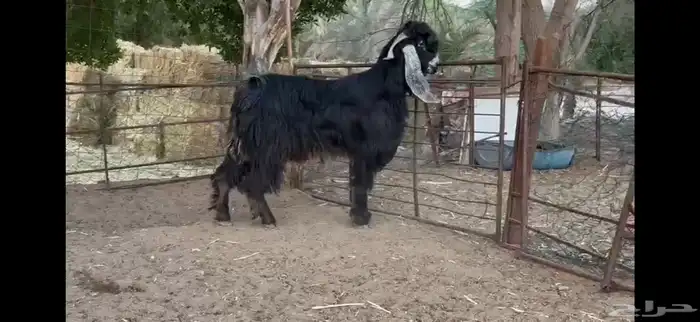 للبيع تيس عارضي ثني 4