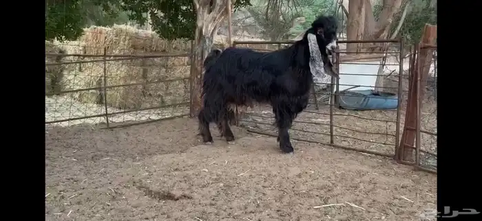 للبيع تيس عارضي ثني 13