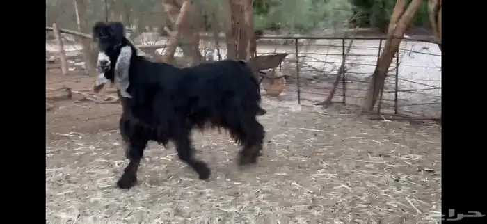 للبيع تيس عارضي ثني 2