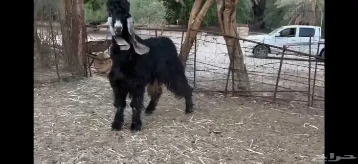 للبيع تيس عارضي ثني 15