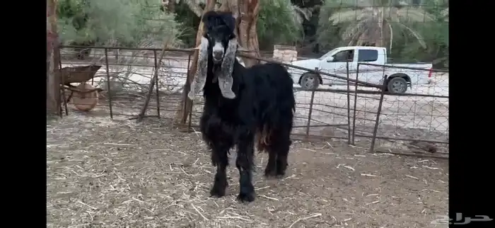 للبيع تيس عارضي ثني 12