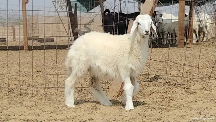 رخل داغوره للبيع 4