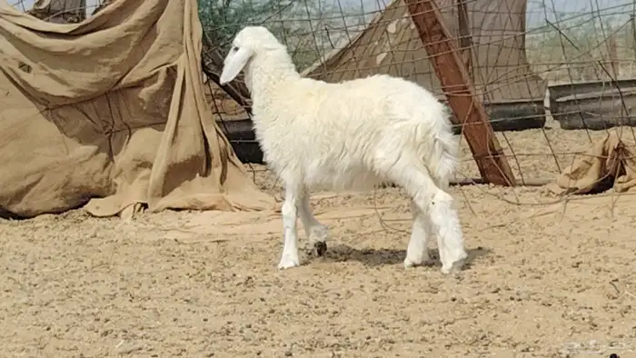 رخل داغوره للبيع 6