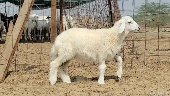 رخل داغوره للبيع 2