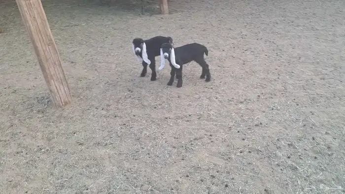 عارضيه تحتها جفرتين طيبات 2