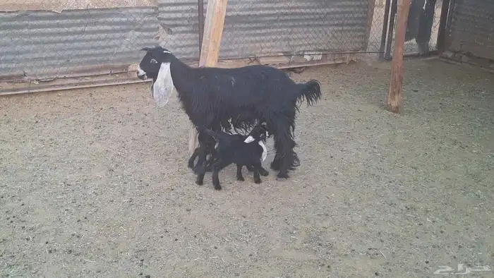 عارضيه تحتها جفرتين طيبات 0