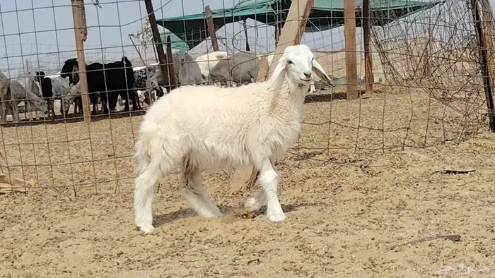 رخل داغوره للبيع 0