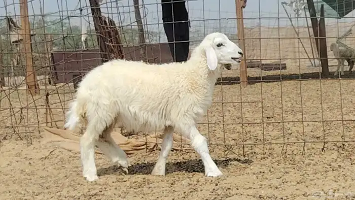 رخل داغوره للبيع 7