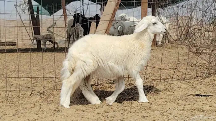 رخل داغوره للبيع 9