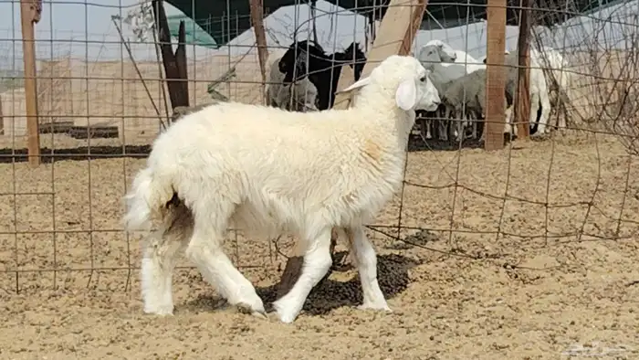 رخل داغوره للبيع 3