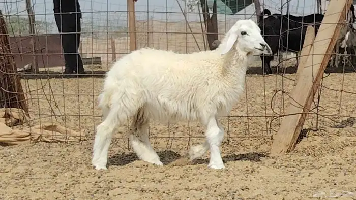 رخل داغوره للبيع 5