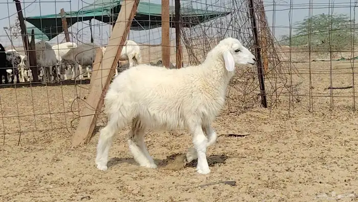 رخل داغوره للبيع 1