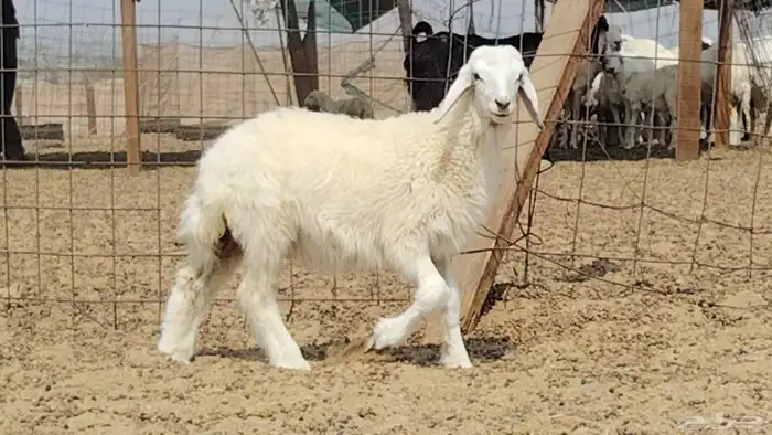 رخل داغوره للبيع 8