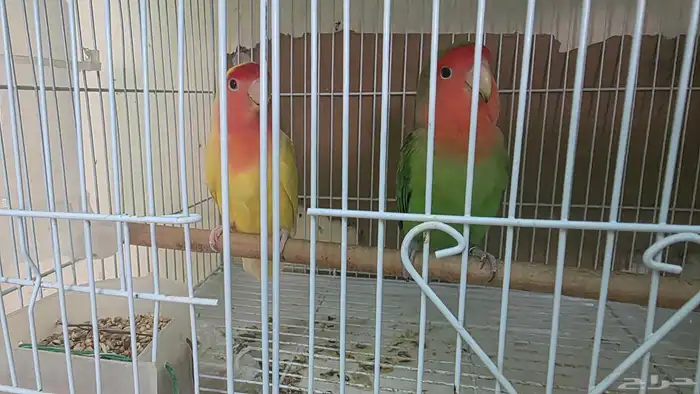 للبيع ثلاثة مربي زوج واحد مع البيض 1