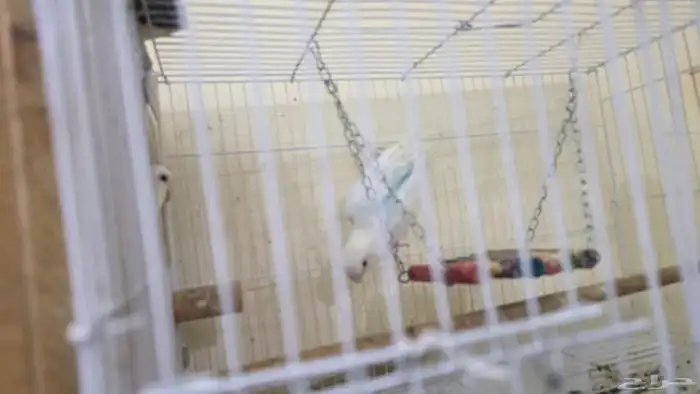 للبيع ثلاثة مربي زوج واحد مع البيض 4