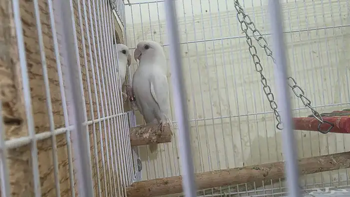 للبيع ثلاثة مربي زوج واحد مع البيض 3