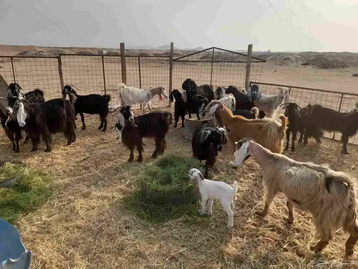 معزا مواليد ومضاريع 0