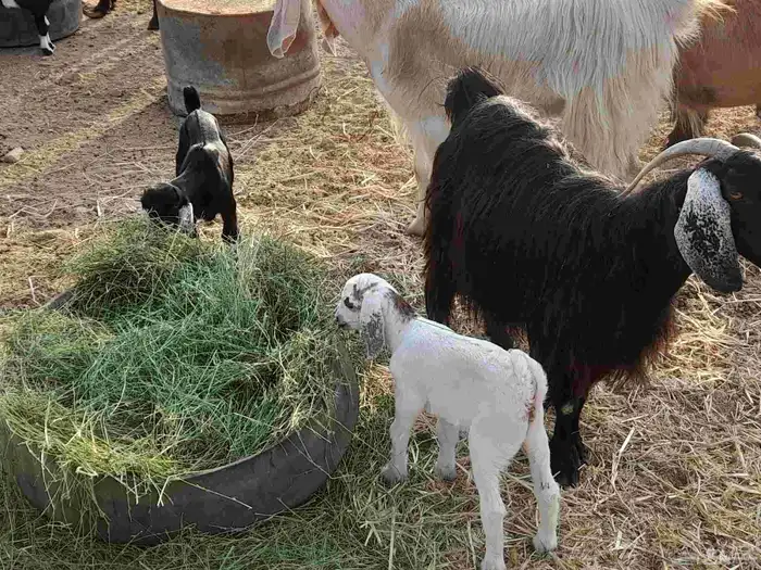 معزا مواليد ومضاريع 5