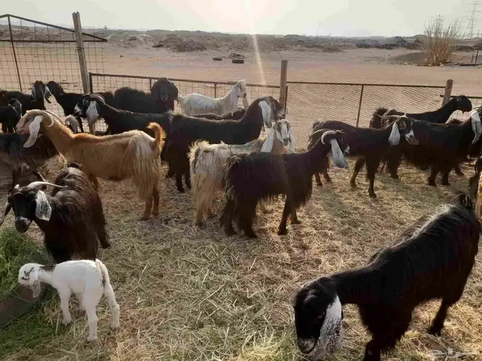 معزا مواليد ومضاريع 2