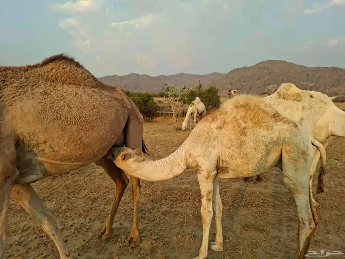 قعود على لبن امه وأمه على المراعي البرية فقط لا برسيم ولاشع 0