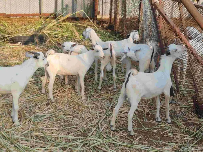 تيوس بلدي تربية وإنتاج المزرعة 0