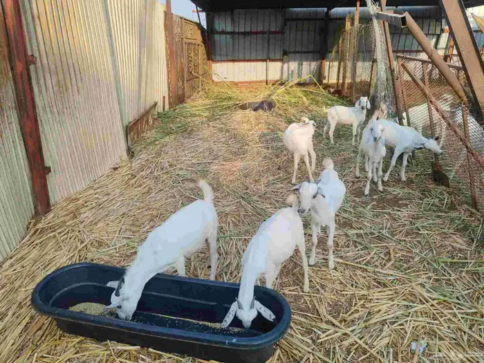 تيوس بلدي تربية وإنتاج المزرعة 3