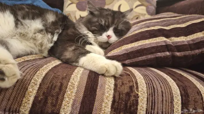 بس للتبني عمره 4 سنين 0