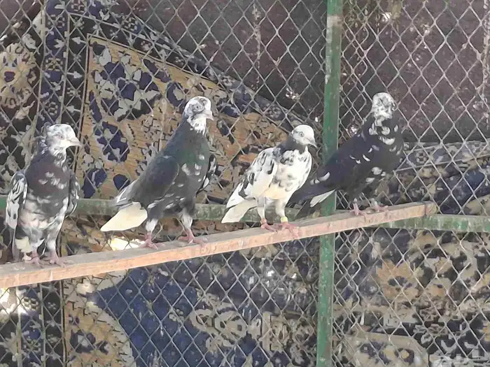 حمام قطايف 4