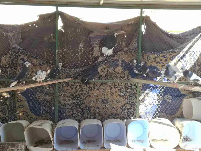 حمام قطايف 1