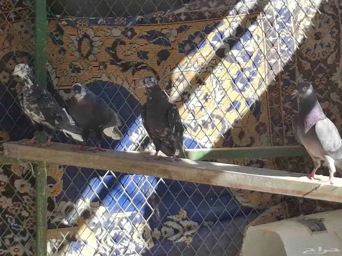 حمام قطايف 5