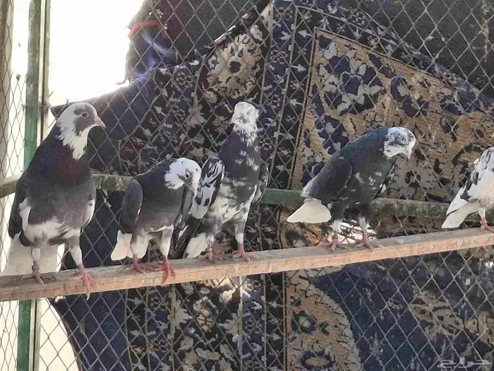 حمام قطايف 7