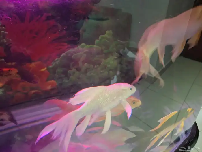 اسماك كوي اندونيسي سلالات ممتازة 2