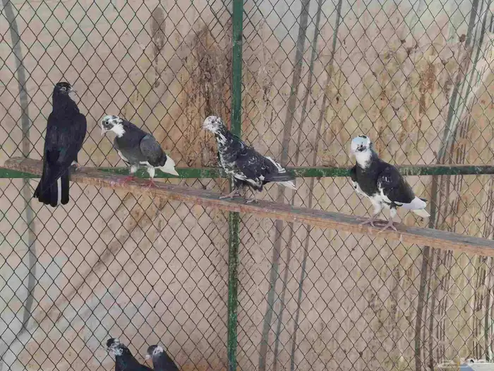 حمام قطايف 0