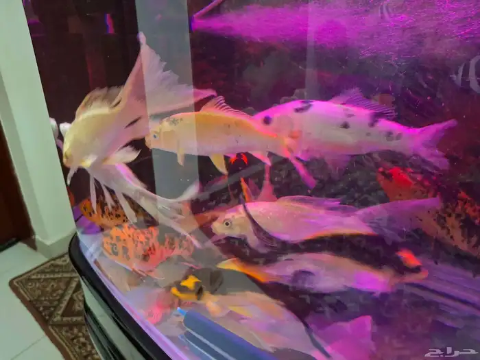 اسماك كوي اندونيسي سلالات ممتازة 3