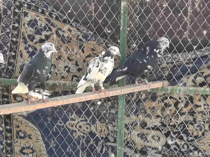 حمام قطايف 6