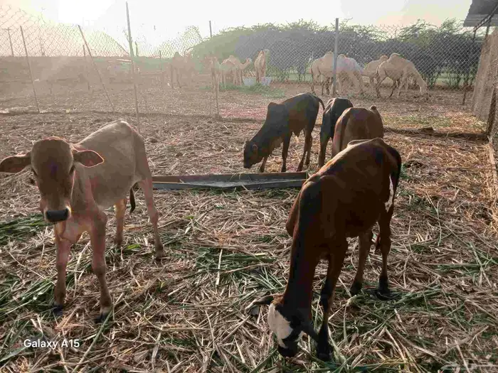 عجول عشرة من 4 أشهر لعمر سنة 1