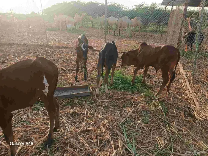 عجول عشرة من 4 أشهر لعمر سنة 2