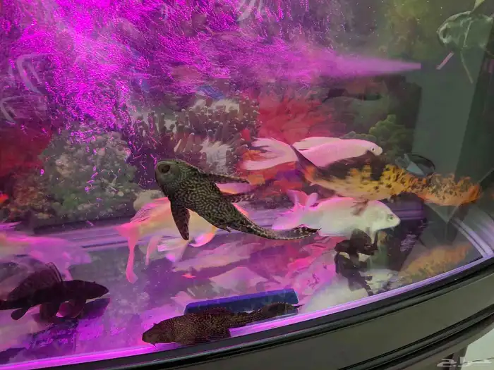 اسماك كوي اندونيسي سلالات ممتازة 1