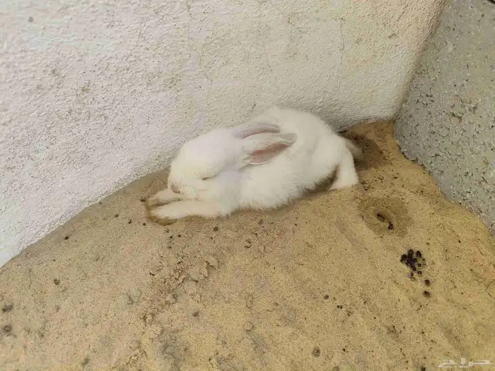 ارنب هولندي للبيع 0