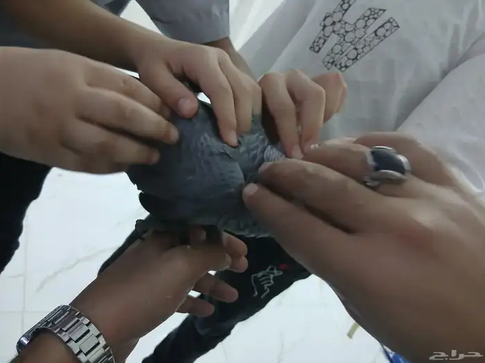 بغبغاء كاسكو محجل للبيع 5