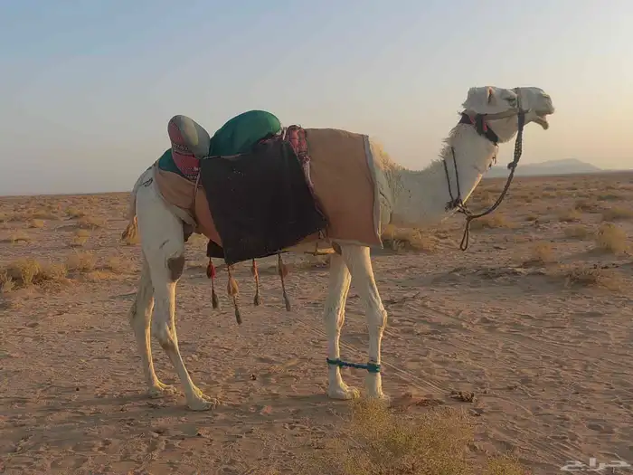 رحول للبيع 2