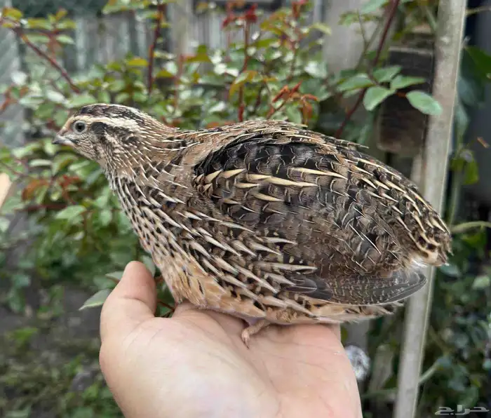 سمان ياباني جامبو 0