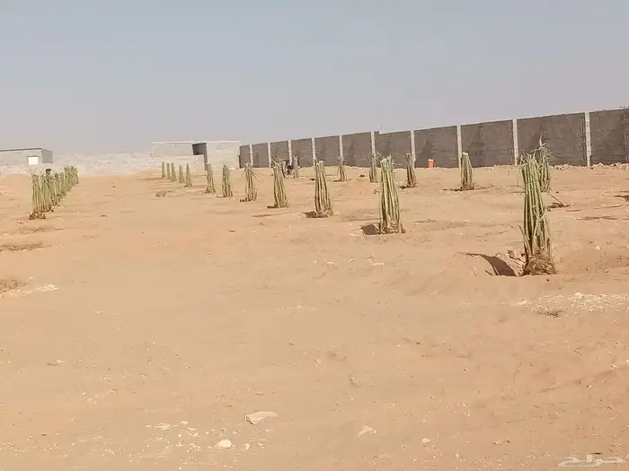 نخل اللبيع 1