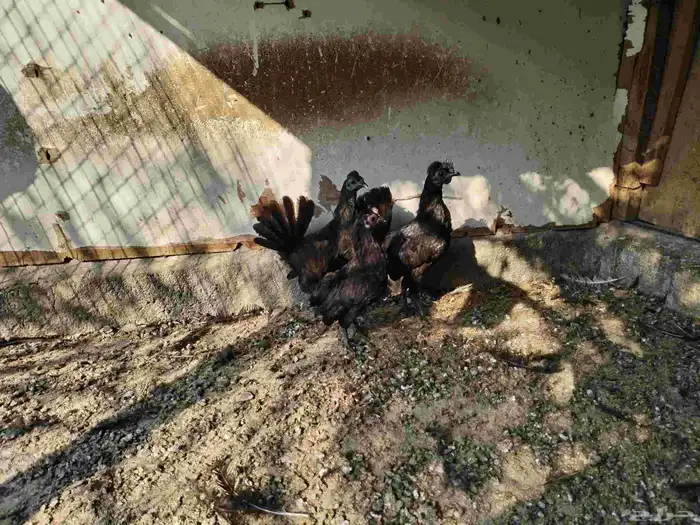 للبيع دجاجة ودياكه 2 1