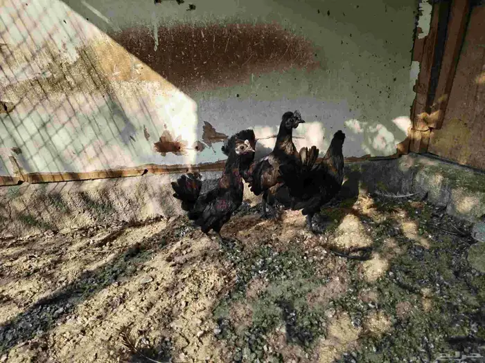 للبيع دجاجة ودياكه 2 2