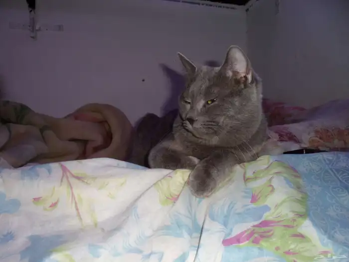 للتبنى ذكر سكوتش على شيرازى 3