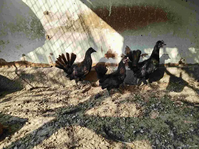 للبيع دجاجة ودياكه 2 0