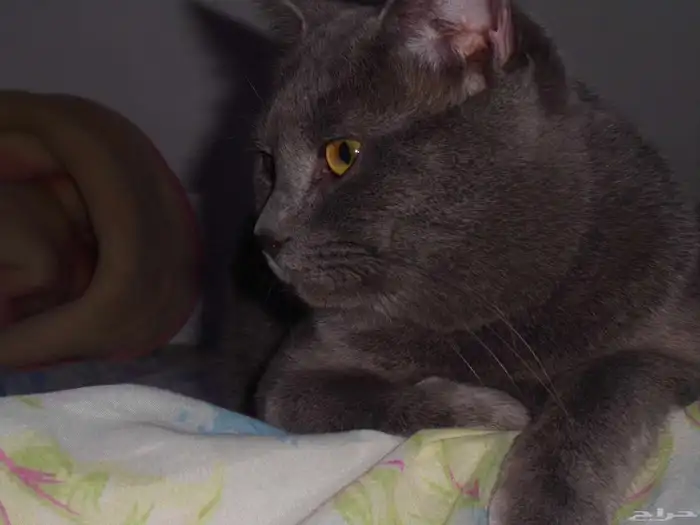 للتبنى ذكر سكوتش على شيرازى 2